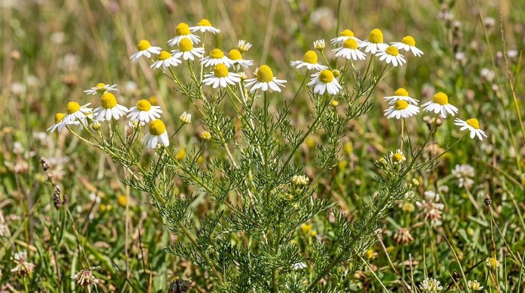 A cluster of white chamomile wildflowers with yellow centers and fine green foliage growing in a grassy field.