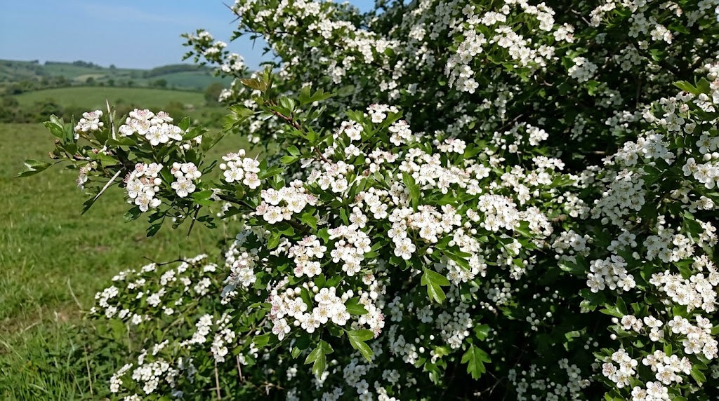 A flowering Hawthorn bush covered in clusters of small white blossoms with green leaves, photographed outdoors against a grassy field and blue sky.