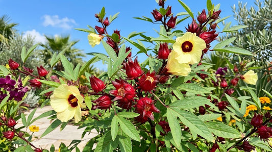A close-up of a flowering hibiscus plant with bright yellow flowers, deep red calyces, and green leaves, photographed outdoors against a blue sky with blurred greenery in the background.