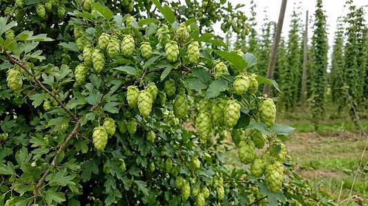 Green hops cones hanging from leafy branches in a hop garden or field, with rows of hop trees visible in the background.